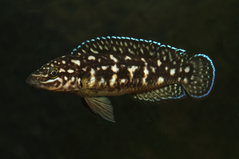 Julidochromis sp. 'transcriptus tanzania' Molwe
